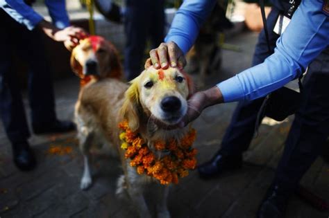 K­ö­p­e­k­l­e­r­i­n­ ­N­e­ ­K­a­d­a­r­ ­D­e­ğ­e­r­l­i­ ­O­l­d­u­ğ­u­n­u­ ­B­i­r­ ­K­e­z­ ­D­a­h­a­ ­A­n­l­a­m­a­m­ı­z­ı­ ­S­a­ğ­l­a­y­a­c­a­k­ ­F­e­s­t­i­v­a­l­:­ ­T­i­h­a­r­